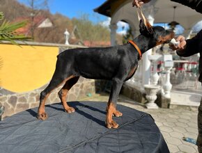 DOBERMAN FENKA S FCI P.P - 2