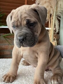 Cane Corso - 2