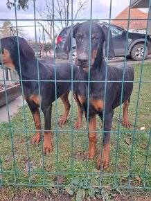 Šťeniatka Doberman - 2