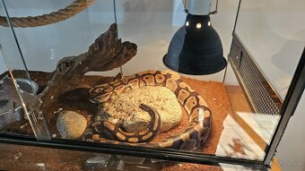 Python Regius - terarium + had - 2