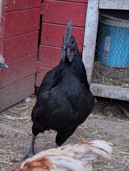 Ayam Cemani - 2