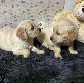 Zlatý retriever/ Golden retriever - 2