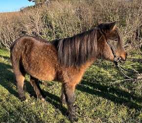 Pony kobylka pre deti - 2