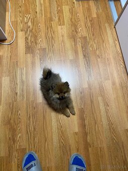 Pomeranian jimmy - 2