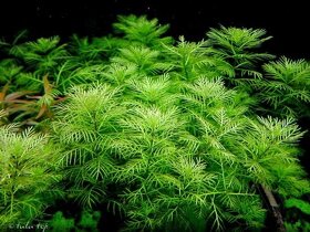 Akvarijni rostlina Myriophyllum matogrossense - nedostupna - 2