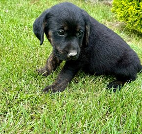 Mieš Labradora a Golden Retrievera - 2