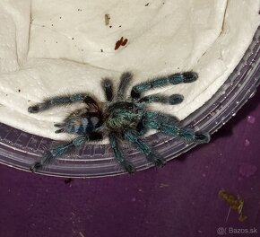 Caribena/Avicularia versicolor, tarantula, pavúk - 2