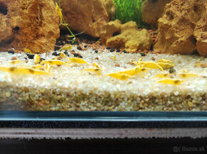 krevety Yellow neon stripe - Neocaridina davidi - 2