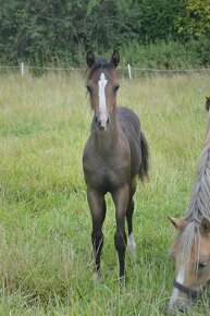 Welsh pony sekce B - 2