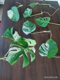 Monstera Albo Variegata odrezky rastliny - 2