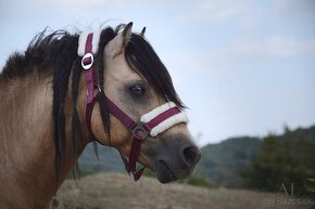 Charakterný pony žrebec - 2