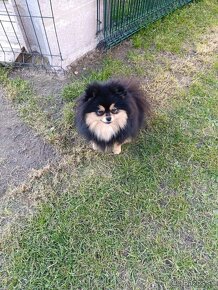 Pomeranian fenka - 2