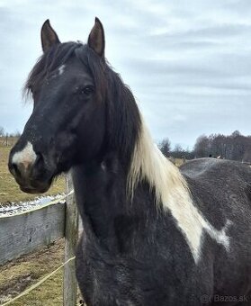 APH APHA PAINT HORSE ŽREBEC pripúšťanie - 2