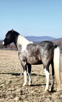 APH APHA PAINT HORSE ŽREBEC pripúšťanie - 2