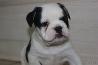 Anglicky buldog,Englisch bulldog black and white - 2