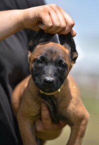 Belgický ovčiak Malinois s PP - IHNEĎ k odberu - 2