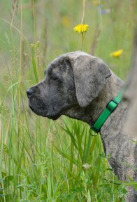 Cane corso p s PP / FCI/ - 2