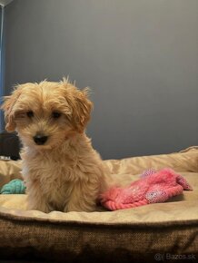 Maltipoo - 2