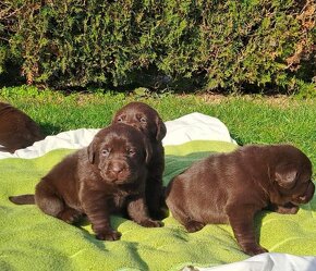 Labrador šteniatka čokoládové s rodokmeňom - 2