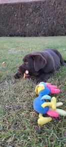 Labrador šteniatka čokoládové s rodokmeňom - 2