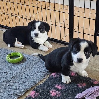 Prodám dvě fenky Welsh Corgi Cardigan, štěňata s PP - 2