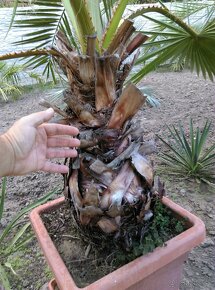 Washingtonia robusta - 2