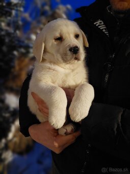 Labrador - 2