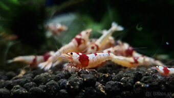 Krevetky caridina - 2