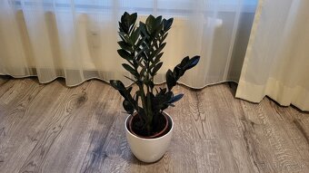 Zamioculcas Dowon (čierny) - 2