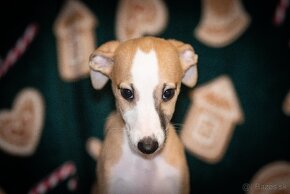 Whippet, vipet - 2