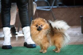 Pomeranian krytie - 2