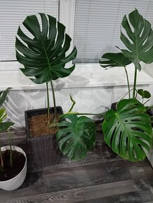 Monstera - 2