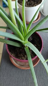 Aloe Vera - 2