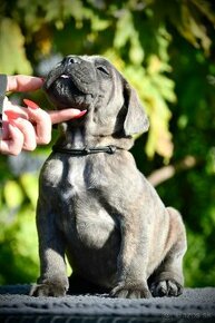 Šteniatka Cane Corso FCI - 2