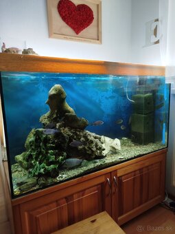 Aquarium - 2