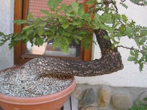 bonsai,bonsaj-hrab 1 - 2