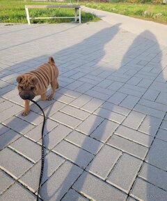 Shar-pei - 2