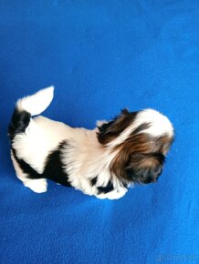 SHIH-TZU - 2