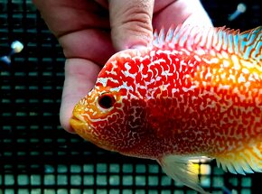 Flowerhorn Fireman s Dream - 2