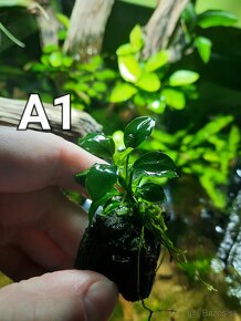 Predam Akvarijne rastliny - 2