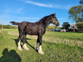 Shire horse klisna - 2