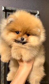 Pomeranian mini Orange - 2