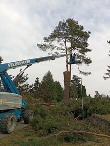 Čistenie pozemkov a výrub stromov - 2