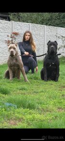 BANDOG - 2