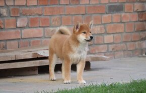 Shiba inu s PP - 2