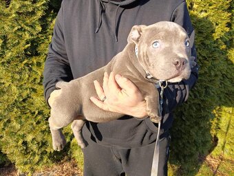 J&K bullys "ponúkame na predaj American bully pocket - 2