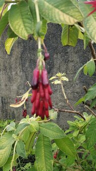 Fuchsia bolívijská - Fuchsia boliviana - semená 30 ks - 2