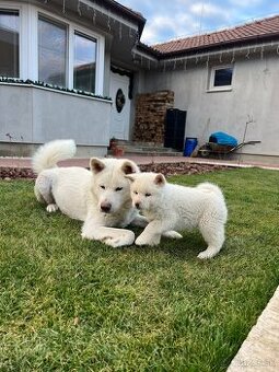 Akita inu - 2