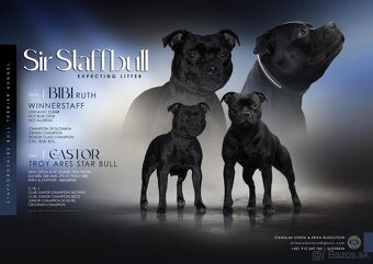 Staffordshire Bullterrier - 2