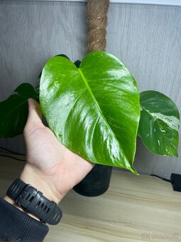 Monstera albo var. - 2